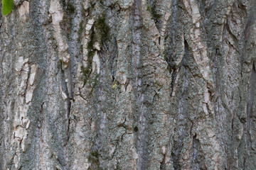 Gray-brown bark of a tree with a green lichen on it.	