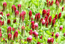 Crimson clover or Italian clover (Trifolium incarnatum) growing in the field for cattle food