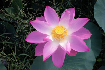 Wall Mural - Close up in top view of pink color blooming water lily or lotus flower