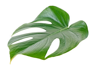 Single leaf of Monstera plant on a white background