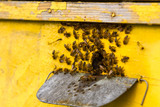 Fototapeta Na ścianę - bees swarming near the entrance to the hive