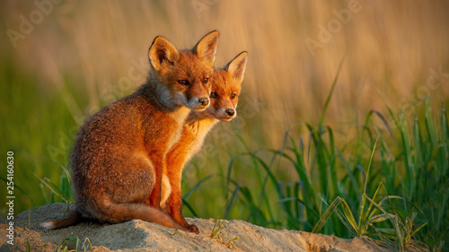 Red fox, vulpes vulpes, little cubs near den sitting close together Poster Mural XXL