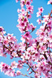 Blossoming peach tree branches, the background blurred.