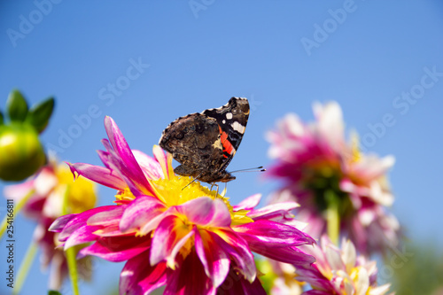 Butterfly on a pink dahlia flower against a blue sky.