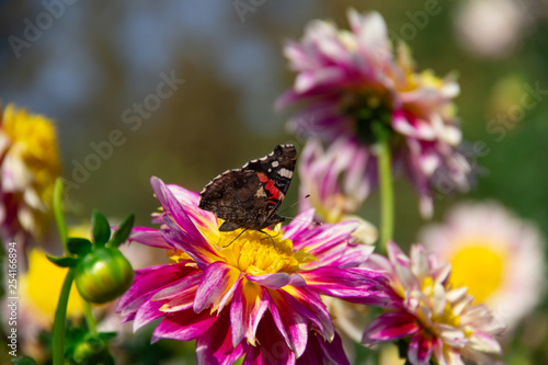 Butterfly on a pink dahlia flower against a blue sky.