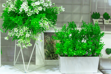 Artificial ornamental plants with small white flowers for home and garden decor. Details and elements of decor and interior