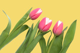 Fototapeta Tulipany - Beautiful pink tulips on a yellow background close up