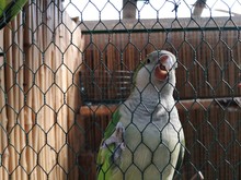 Close-up Parrot On The Grid Of The Aviary
