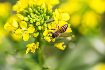 Honey bee collecting pollen on canola flower