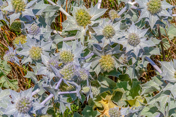 Canvas Print - spiky vegetation closeup