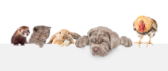 Large group of pets  over empty white banner looking down. isolated on white background. Empty space for text