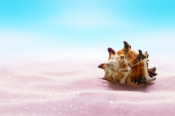 Wall Mural - Sea seashell on beach in pink sand. Beach holiday, summertime background.