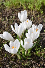 Close Up Of A Group Of White Crocus Flowers In A Garden In A Sunny Spring Day