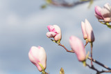 Fototapeta Kwiaty - Magnolia bud close up