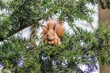 ruda wiewiórka siedzi na jodle i je