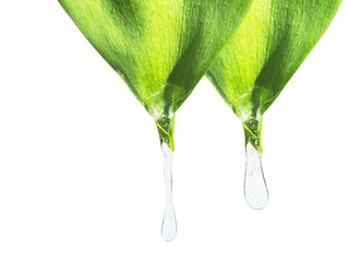 Drop of water flowing down from a green leaf isolated on white background, set