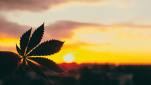 Beautiful Commercial Cannabis In The Amazing Sunset Background. Close Up Of The Marijuana Leaf. Legalization In Canada, Free Cultivation Of Marijuana. Copy Space For Your Lettering Or Design