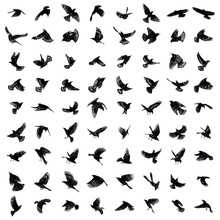 Large Set Of Birds Flock. Flying Crows Birds. Vector.
