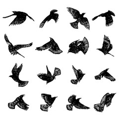 Wall Mural - Set of birds flock. Flying crows birds. Hand drawing. Vector.