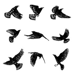 Wall Mural - Set of birds flock. Flying crows birds. Hand drawing. Vector.