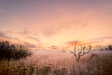 Wall Mural - tree silhouettes in a magical morning sunrise