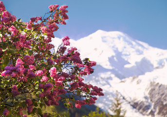 Blossoming of a tree of a lilac against the background of mountains