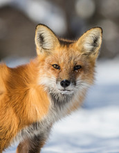 Fox Hunting Squirrels In Winter