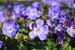 Storchschnabel Geranium Rozanne Biene Insekt Staude Gartenpflanze winterhart Sommerblüher blau