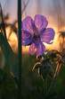 Kwiat  zachod słońca fiolet