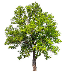 Wall Mural - isolated beautiful green tree
