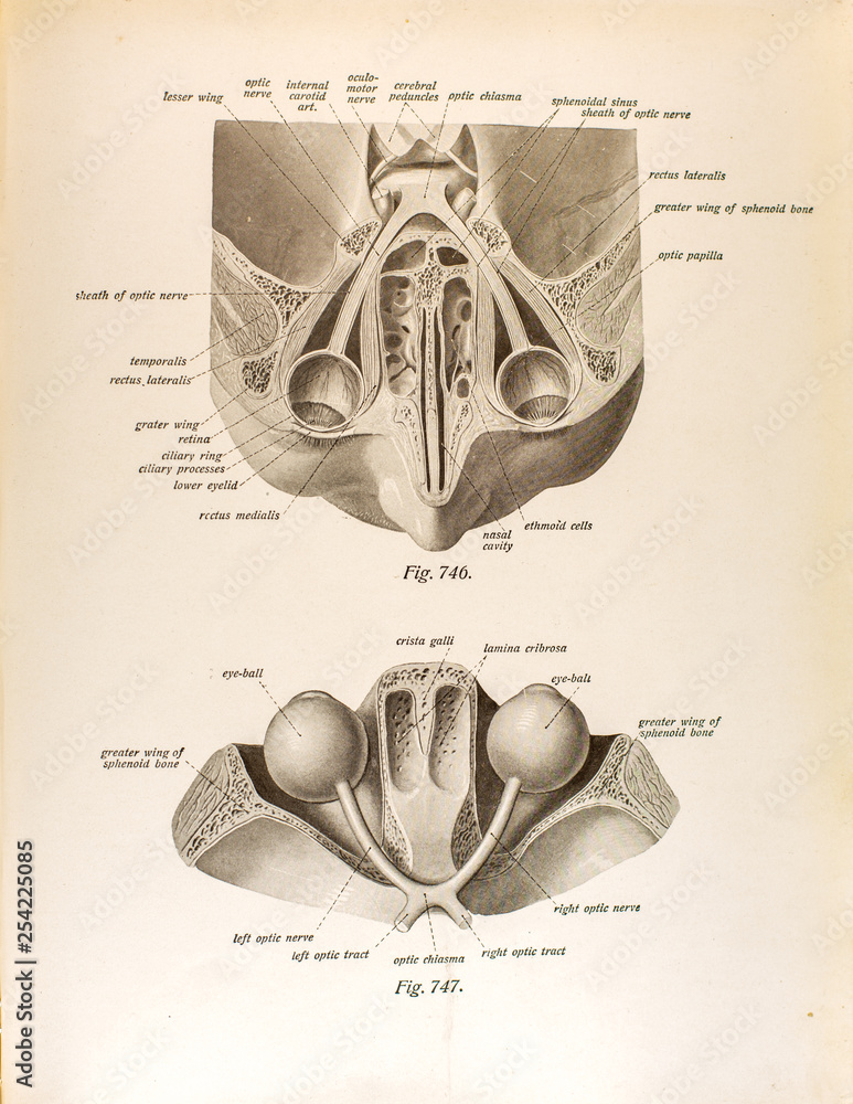 Anatomy of the Human Eye Stock Photo | Adobe Stock