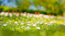 Blurred Bokeh Flower Field Background