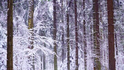 Poster - Scenic snow-covered forest in winter season.  Christmas background.