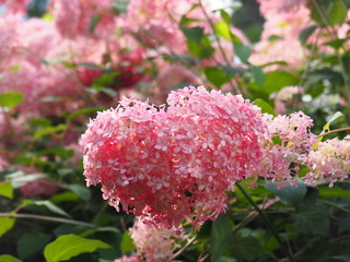 Wall Mural - Hydrangea arborescens 'Invincibelle Spirit'