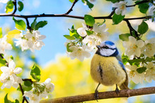 spring natural background with little cute bird tit sitting in may garden on a branch of flowering Apple tree with white fragrant buds
