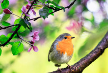 Spring Natural Background With A Little Cute Songbird Robin Sitting In The May Garden On A Branch Of A Flowering Apple Tree With Pink Bright Fragrant Buds