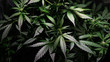 growing marijuana indoor. Grow Tent for Growing Cannabis