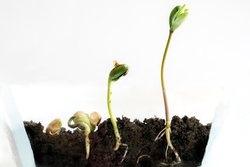 Sprouting of bobs in a transparent pot