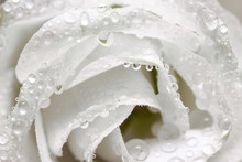 Dew Drops On A White Rose Flower Petals Abstract Background.