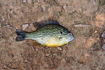 Percasol (Lepomis gibbosus) o sunfish, pez de la familia Centrarchidae.