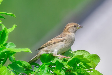 Poster - sparrow in tree