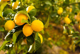 Bunch of fresh ripe lemons on a lemon tree branch in sunny garden.