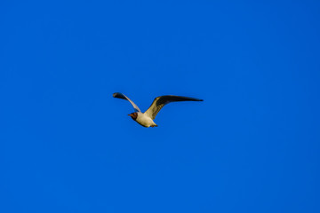 Wall Mural - gull flying in the sky