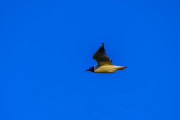 Wall Mural - gull flying in the sky