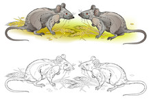 Fantasy Illustration Of Couple Hungry Rats. Colorful And Black And White Page For Coloring Book. Hand-drawn Vector Image On Computer By Graphic Tablet. Printable Worksheet For Children And Adults. 