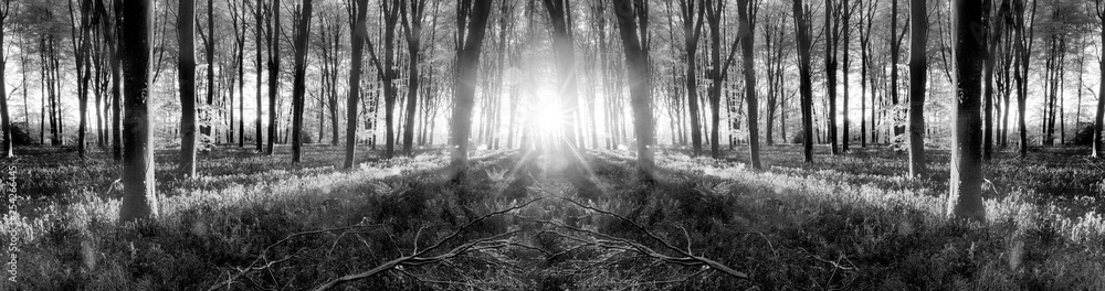 Bluebell woods sunrise in spring black and white - obrazy, fototapety, plakaty 