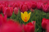 Fototapeta Tulipany - One yellow tulip among red field. Blooming tulip fields in a dutch landscape Holland.