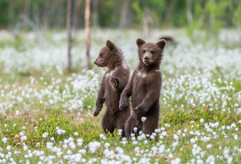 Wall Mural - brown bear cubs playing on the field among white flowers. bear cubs stands on its hind legs. summer 