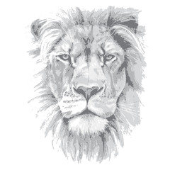 Lion head. Hand drawn vector illustration