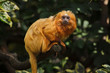 © Vladimir Wrangel - Golden lion tamarin (Leontopithecus rosalia)
